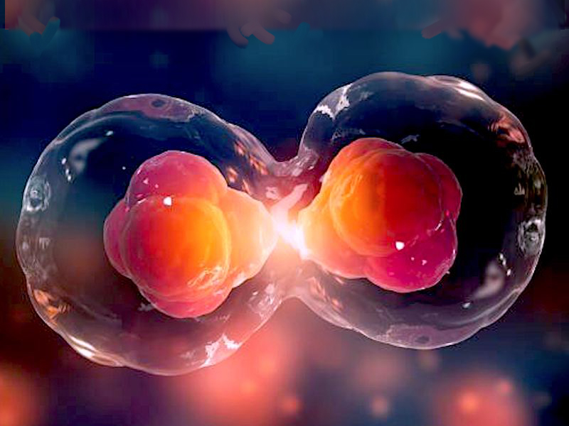 Mitosis
